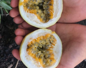 Yellow Passionfruit (lilikoi) Seeds