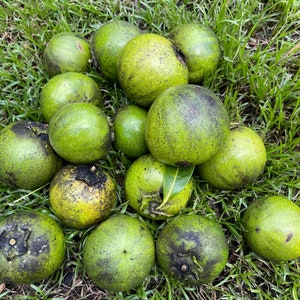 Black Sapote (chocolate pudding fruit) Seeds