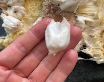 pedalai seeds - ultra rare artocarpus fruit from borneo