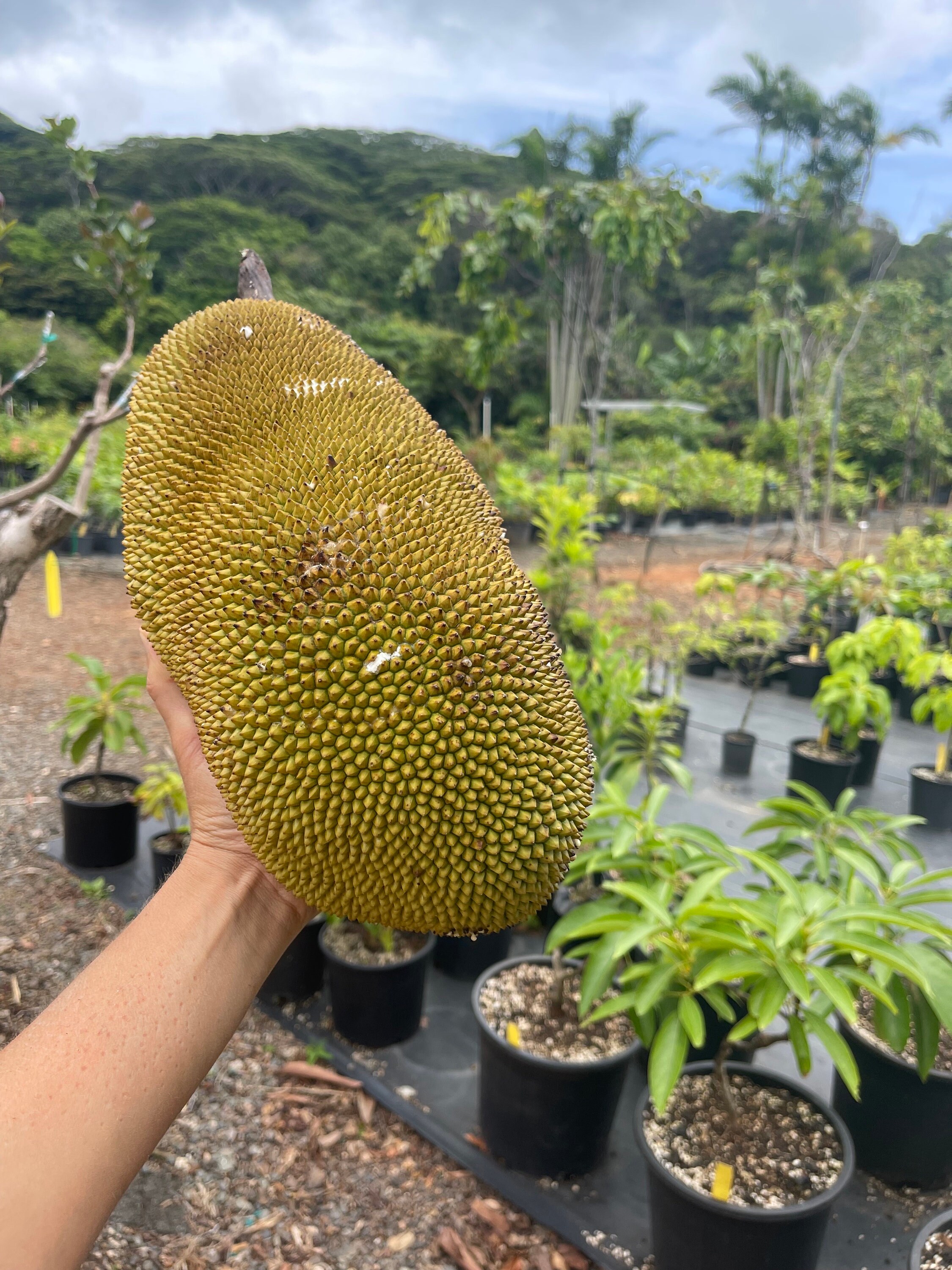 Cempedak Seeds (RARE) - Etsy