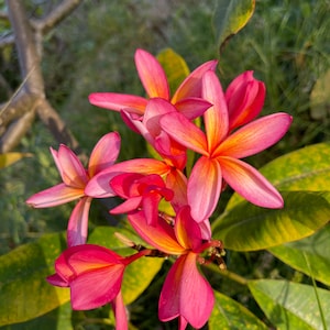 Pink Plumeria Cuttings