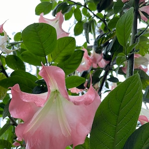 Frosty Pink Angels Trumpet CUTTINGS