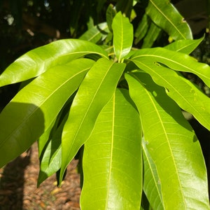 FRESH MANGO LEAVES