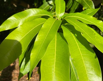 FRESH MANGO LEAVES