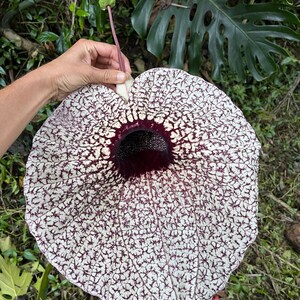 Duck flower || Contribo || Aristolochia grandiflora || The pelican flower  || [1 flower] -Retail