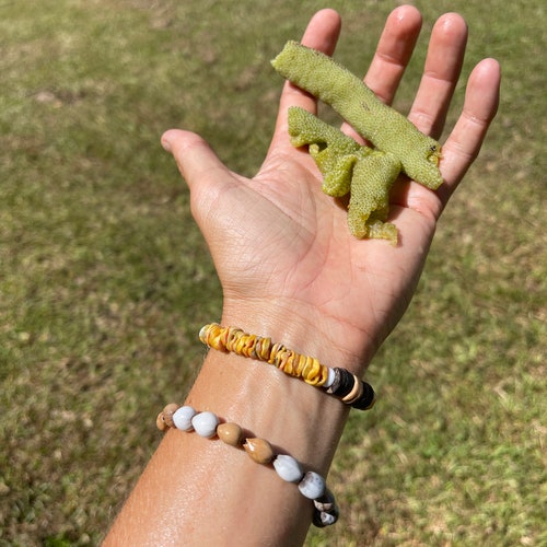 Cecropia SEEDS