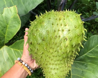 soursop seeds