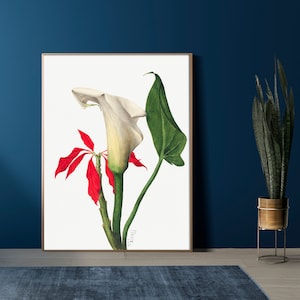 Calla Lily by Mary Vaux Walcott Poster Print - Flower Wall Art - Floral Poster Print - Trending Wall Art - Vintage Flower Print