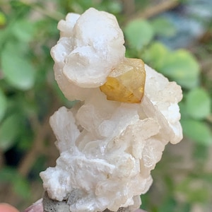 Puede incluir: Primer plano de un espécimen mineral natural. La pieza presenta un grupo de formaciones cristalinas blancas con un pequeño cristal amarillo dorado incrustado. La base es un material gris oscuro texturizado.