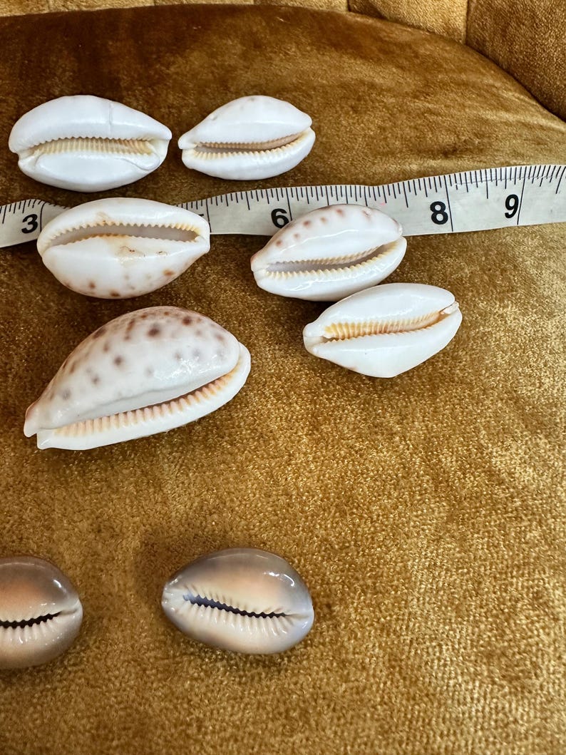 Cowry Shell Colours Lot of 15 Assorted Cowrie Sea Shells Jewelry Crafts Decor Coastal Beach ...