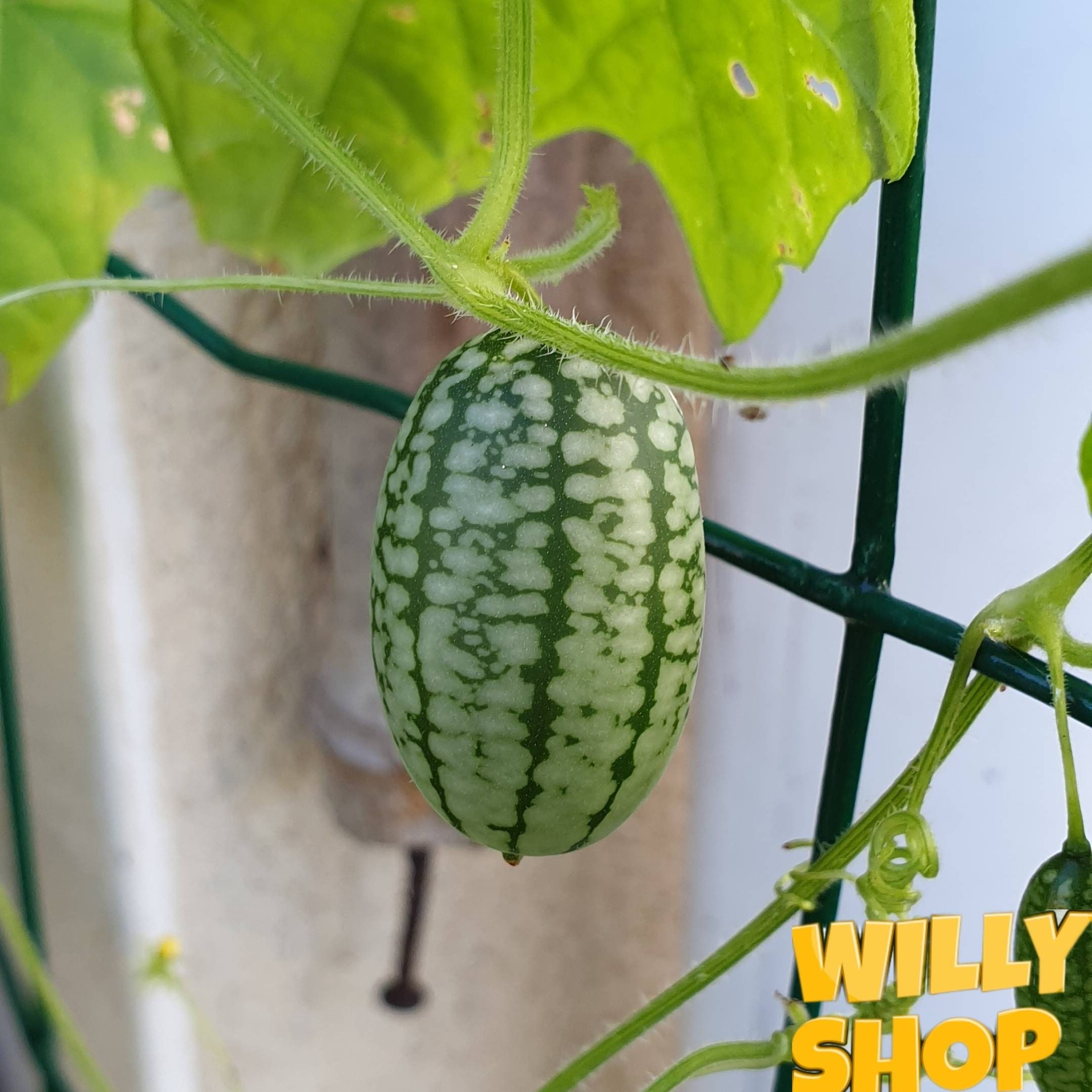 Graines de Cucamelon | Melothria Scabra - Seeds