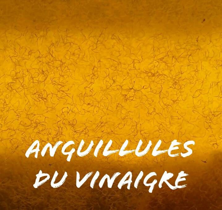 Souche Anguillules Du Vinaigre Nourriture Vivante Pour Alevins de Killi, Betta ...