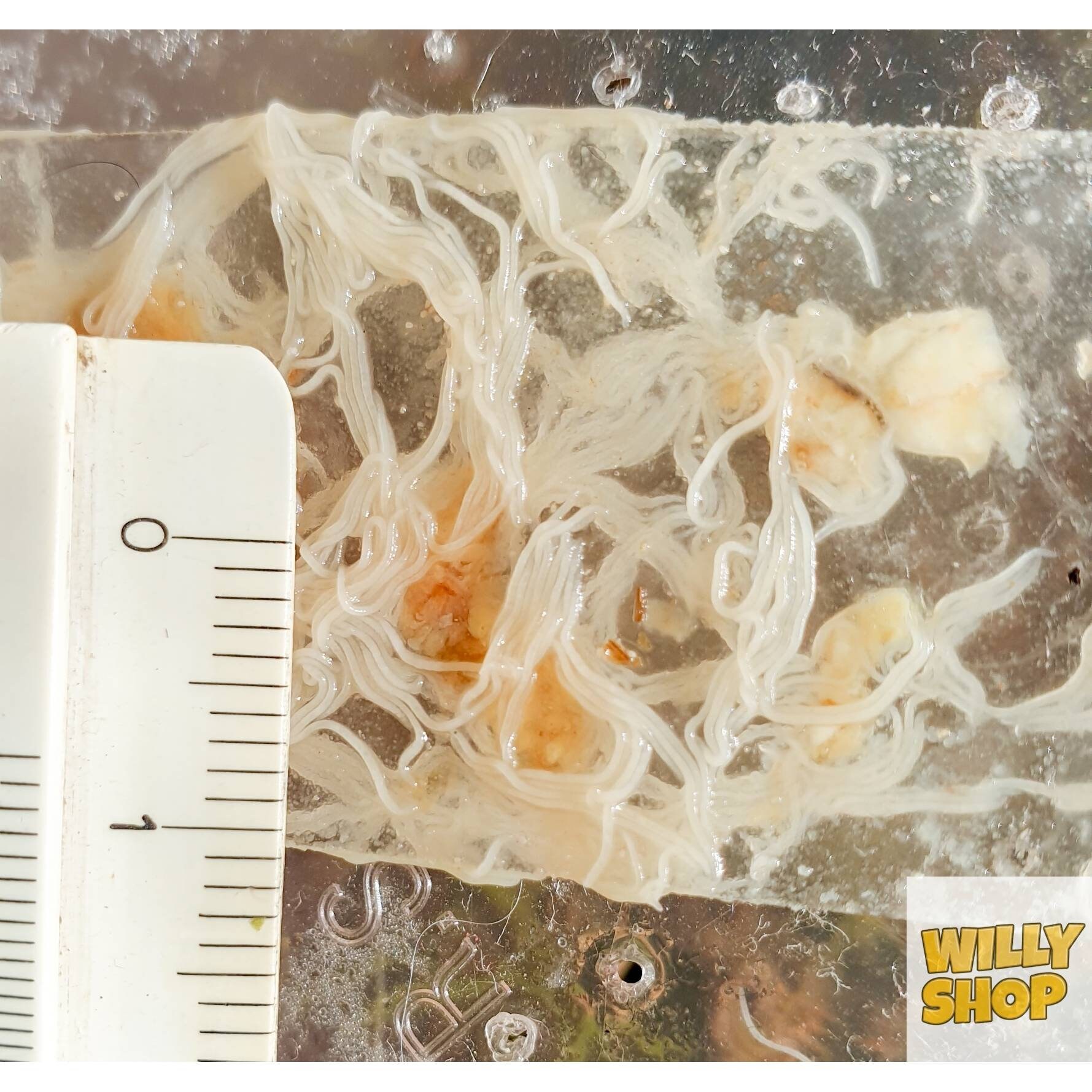 Souche de Vers Grindals - Élevage Nourriture Vivante Pour Poisson d'aquarium