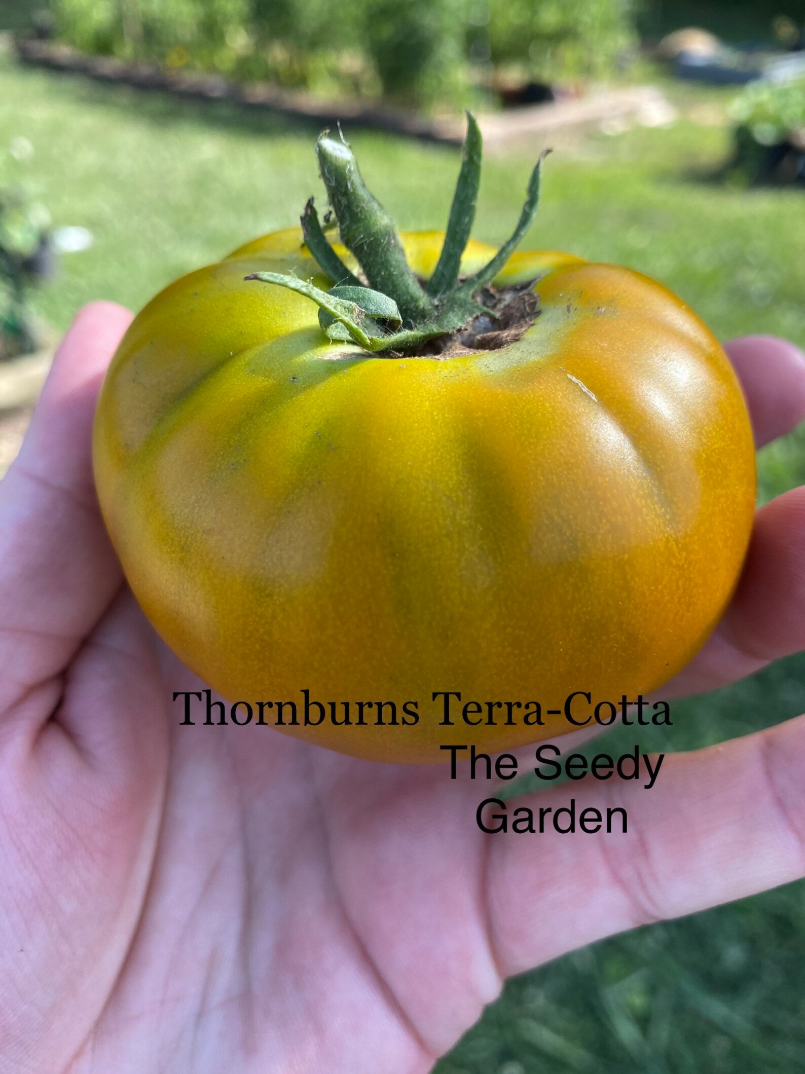 Thorburns Terracotta Tomato Seeds Etsy