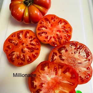 Millionaire Heirloom Tomato Seed image 1