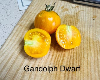 Gandolf Dwarf Tomato Seeds