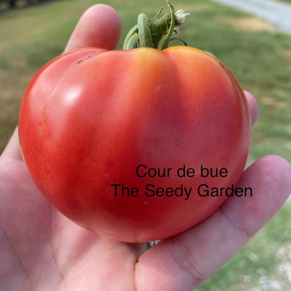 Cour Di Bue Oxheart Heirloom Tomato Seeds