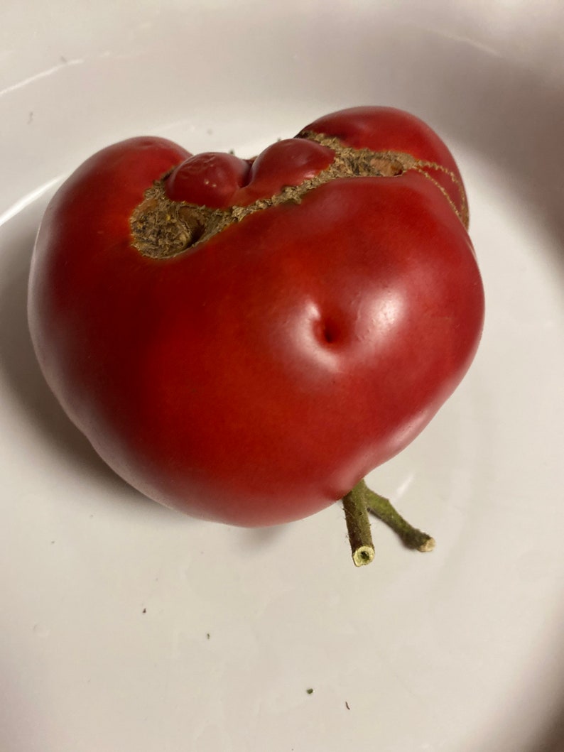 Millionaire Heirloom Tomato Seed image 4