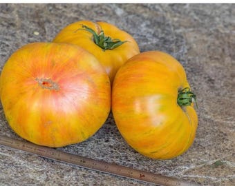 Beauty Queen Tomato Seeds