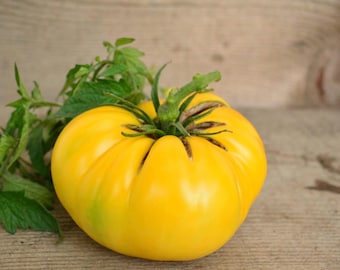 Big Zac Yellow Tomato Seeds