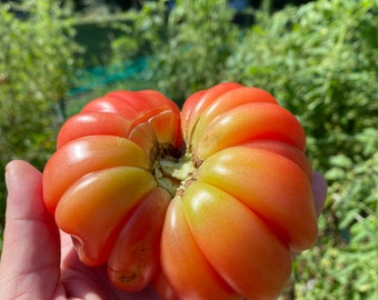 Mushroom Basket Heirloom Tomato Seed