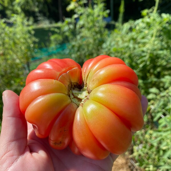 Mushroom Basket Heirloom Tomato Seed