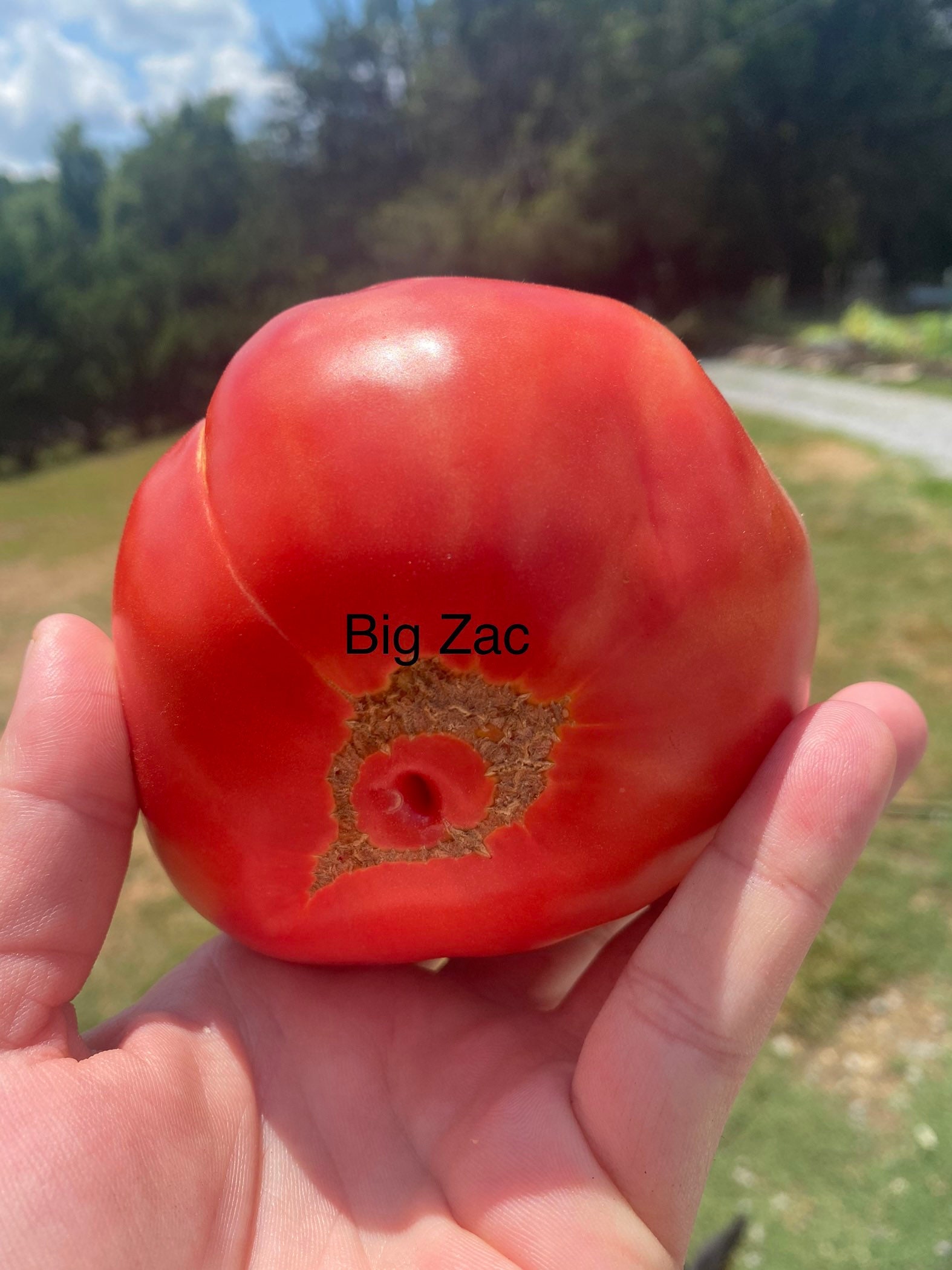 Big Zac Heirloom Tomato Seeds Etsy