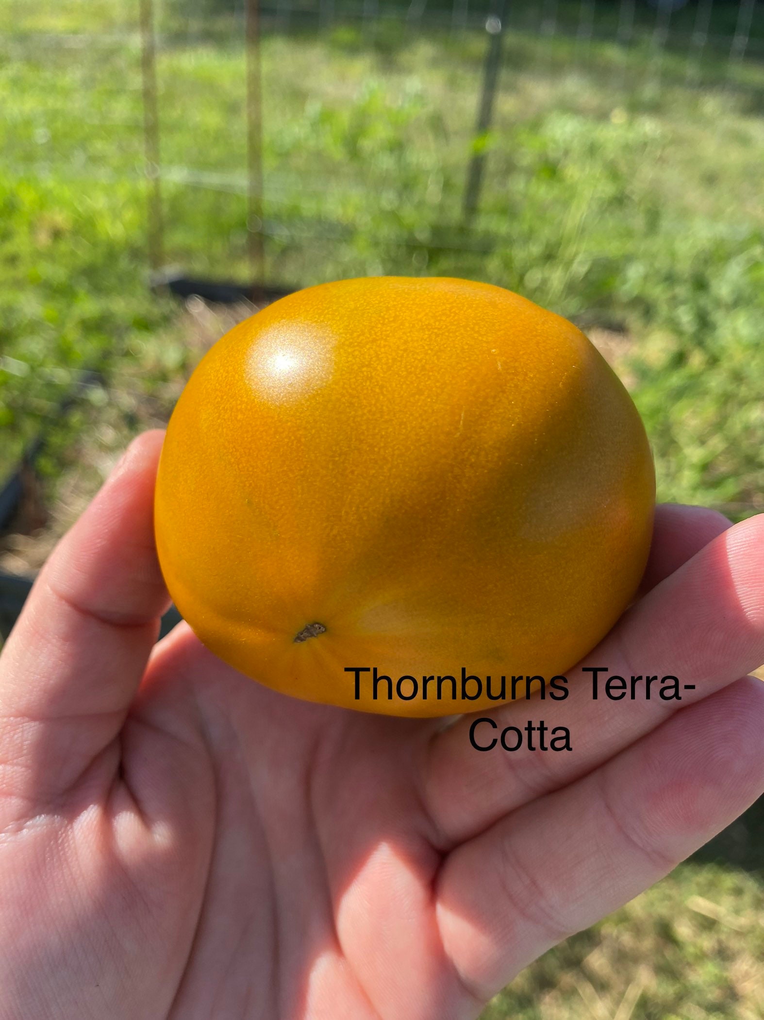 Thorburns Terracotta Tomato Seeds Etsy