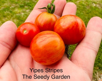 Yipes Stripes Heirloom Tomato Seeds