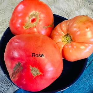 Rose Tomato Seeds-Old Amish Heirloom