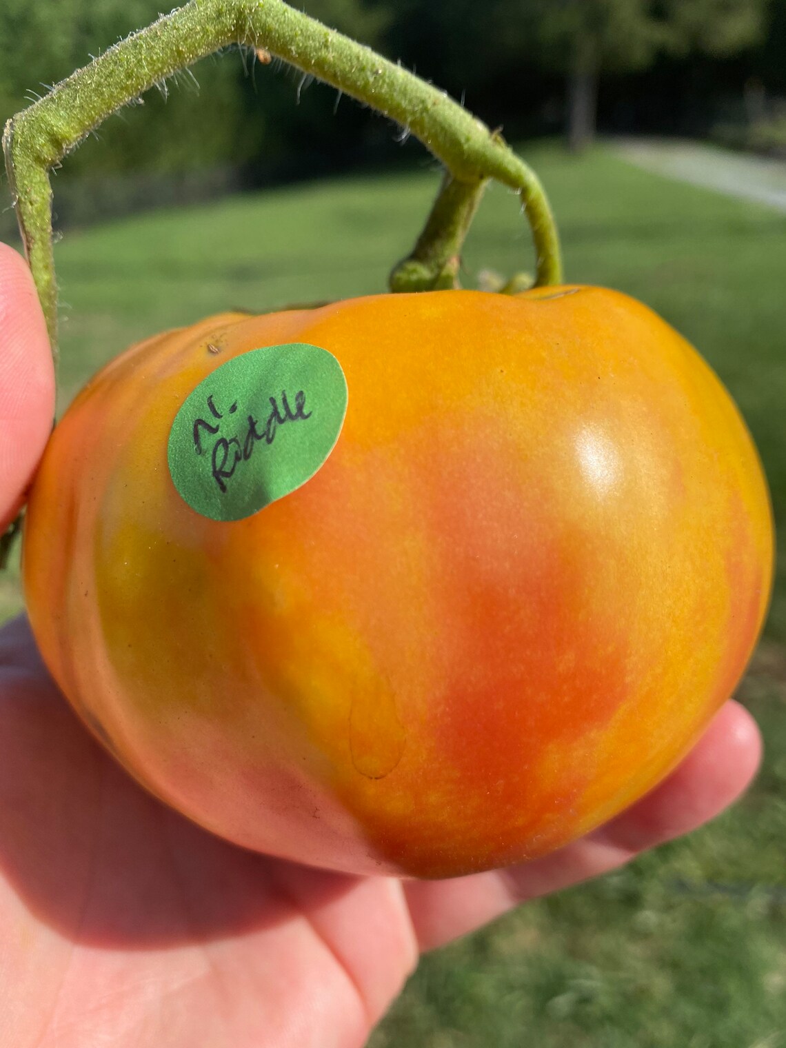 Natures Riddle Heirloom Tomato Seeds - Etsy