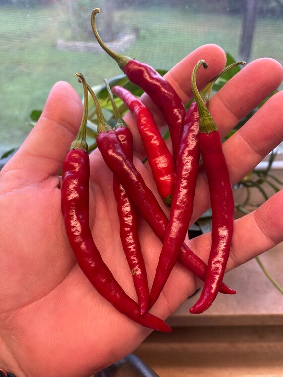 Thai Dragon Pepper Seeds Etsy