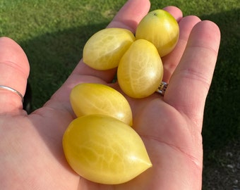 Barry’s Crazy cherry tomato seeds