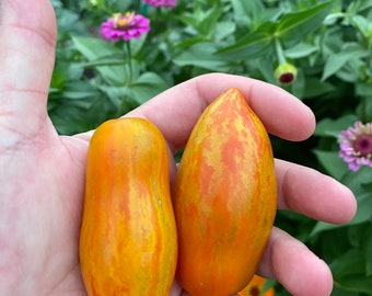 Prairie Fire Heirloom Tomato Seeds