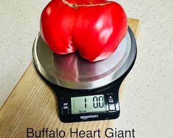 Buffalo Heart Giant Tomato Seeds