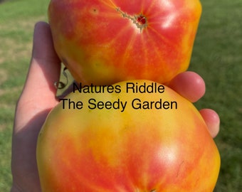 Natures Riddle Heirloom Tomato Seeds