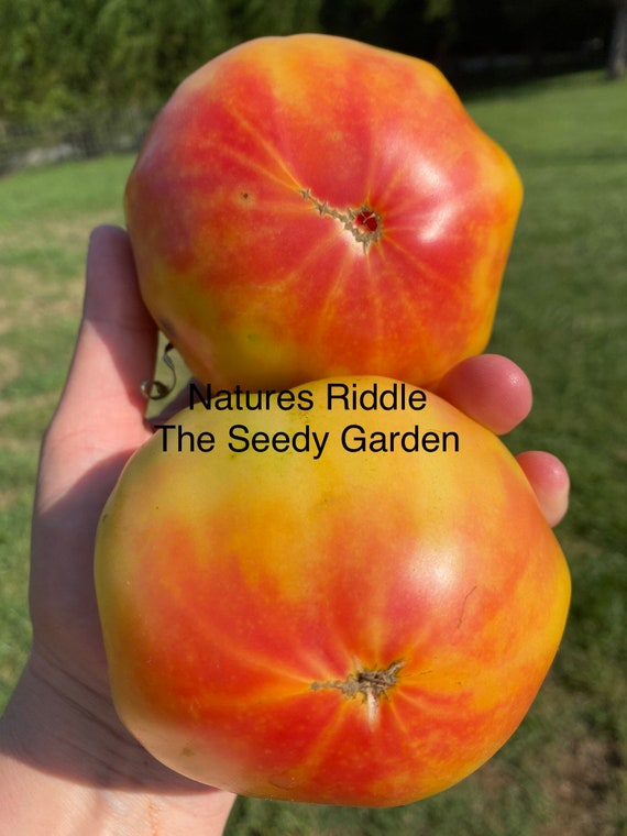 Natures Riddle Heirloom Tomato Seeds - Etsy