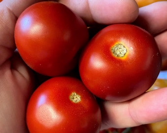 Amy’s Sugar Gem Heirloom seeds with gold specks