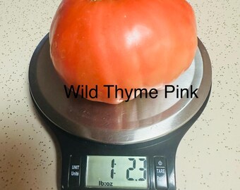 Wild Pink Thyme Tomato seeds