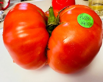 Pusta Kolox Tomato Seeds-Giants