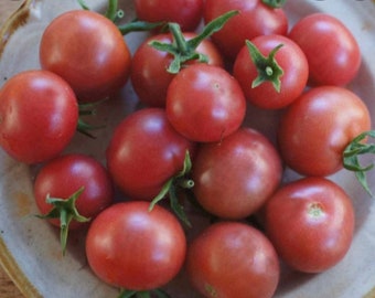Napa Rose Blush Tomato Seed