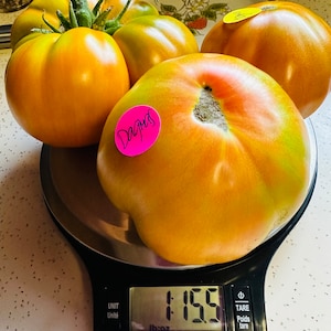 Dagma’s Perfection Tomato Seeds