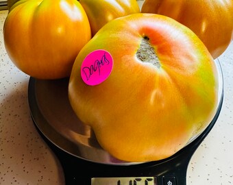 Dagma’s Perfection Tomato Seeds