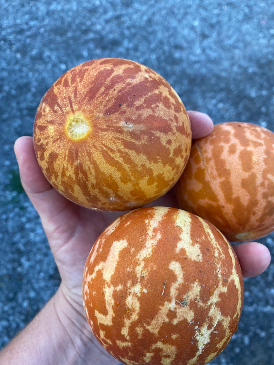 Tigger Heirloom Melon Seeds Etsy