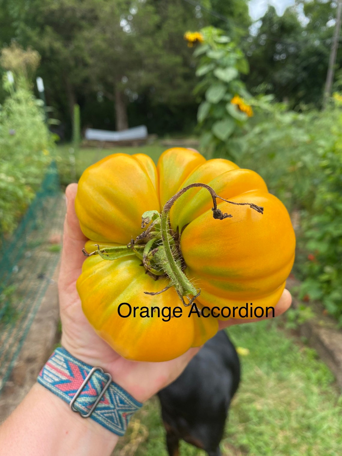 Orange Accordion Heirloom Tomato Seeds Etsy