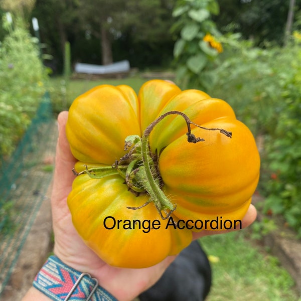 Orange Accordion Heirloom Tomato Seeds