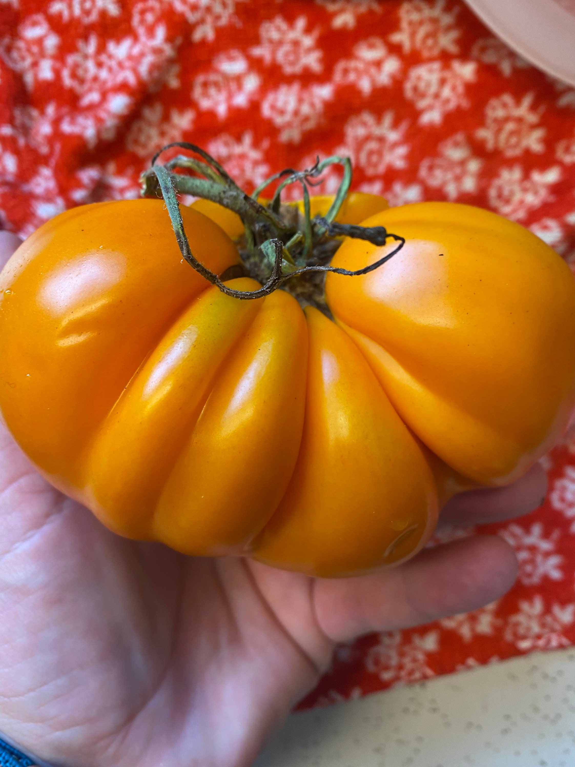 Orange Accordion Heirloom Tomato Seeds Etsy