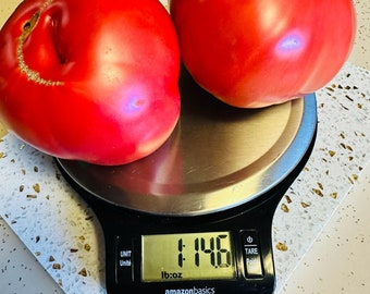 Epstein’s Big Zac tomato Seeds