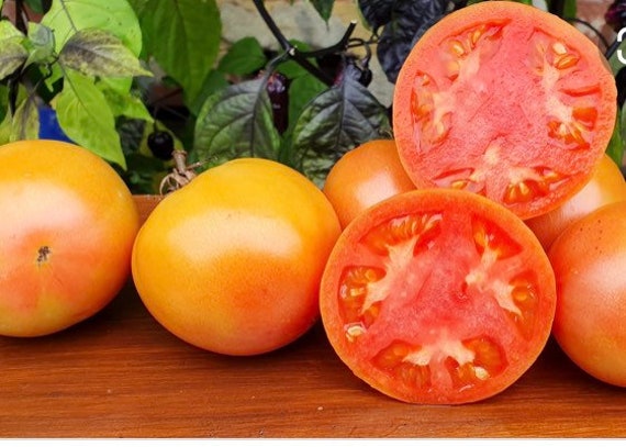 Reverend Morrows Long Keeper Tomato Heirloom Seeds | Etsy