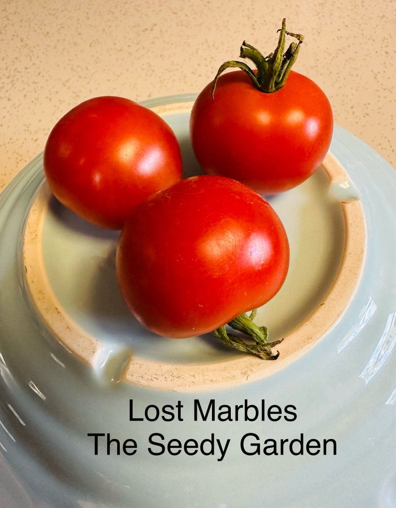 Theseedygarden Lost Marbles Tomato Seeds - Thumbnail 2